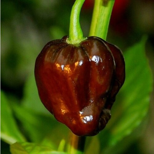       Habanero Chocolate,   5 .   -     -,    