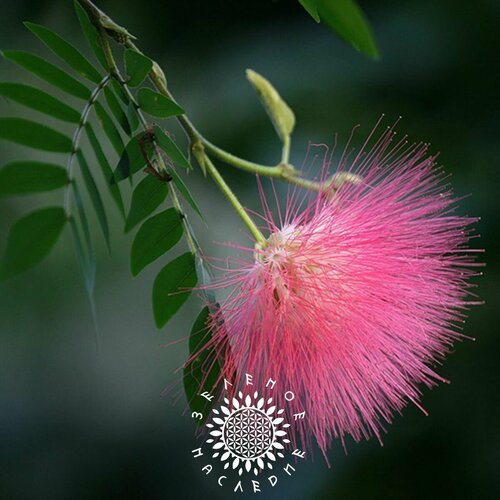      (. Albizia odoratissima) 15  Green Legacy   -     -,    