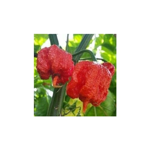    Carolina Reaper ( ), 5  + ,  