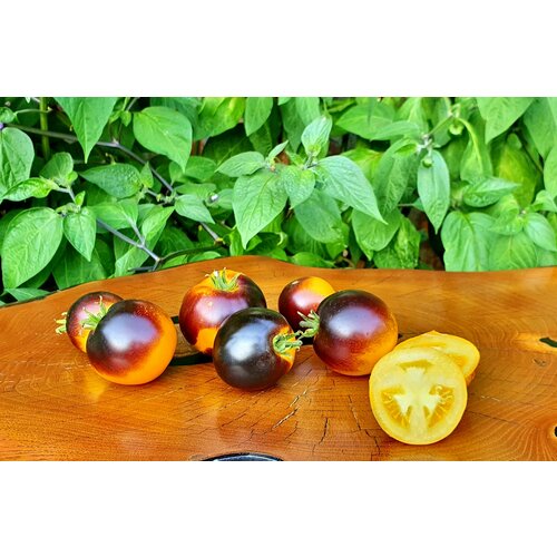       -   (Dwarf Project - Tomato Gondwana Moon) / Seeds And Goods /   zip-lock   10    -     -,    