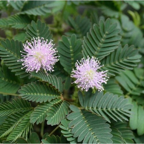      , Mimosa pudica 15 .   -     -,    