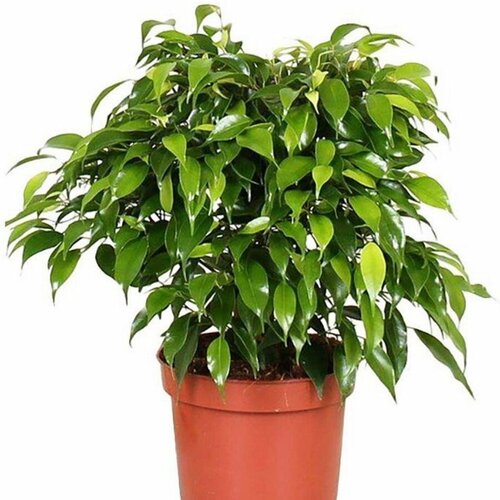      , Ficus benjamina 20 .   -     -,    