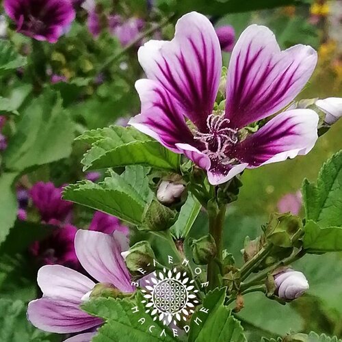    -   (. Malva sylvestris) 7 ,  