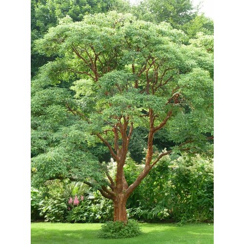     (Acer griseum), 10 ,  