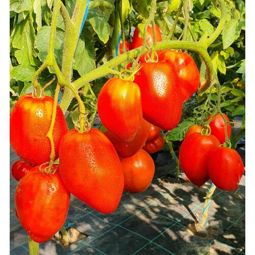     -- (San Marzano Redorta) / Seeds And Goods /   zip-lock   10    -     -,    