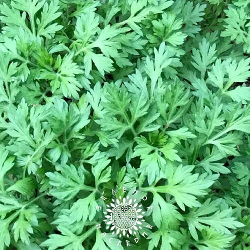    -  (. Artemisia indica) 150,  