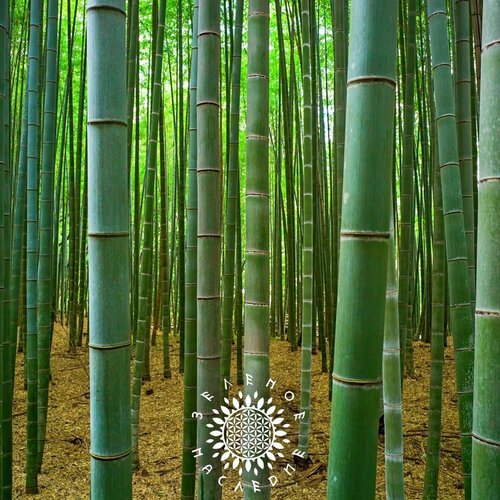      (. Phyllostachys edulis Moso) 40  Green Legacy   -     -,    