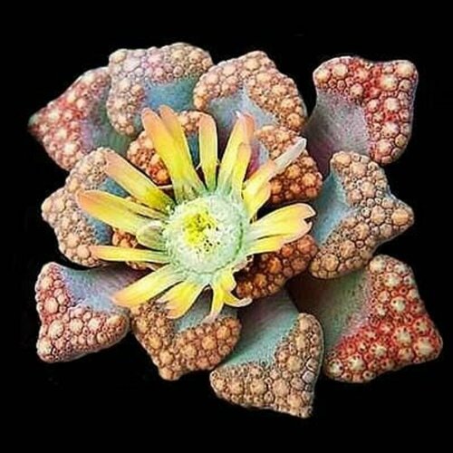    -, Titanopsis Hugo-Schlechteri, ,    -     -,    