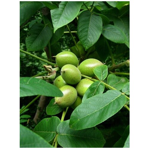       (Juglans ailanthifolia sieboldiana), 5    -     -,    