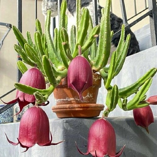    , Stapelia Leendertziae, ,    -     -,    