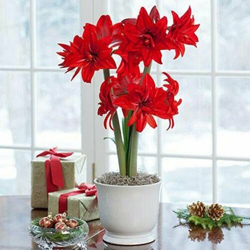     , Hippeastrum Double Delicious,  ,    -     -,    