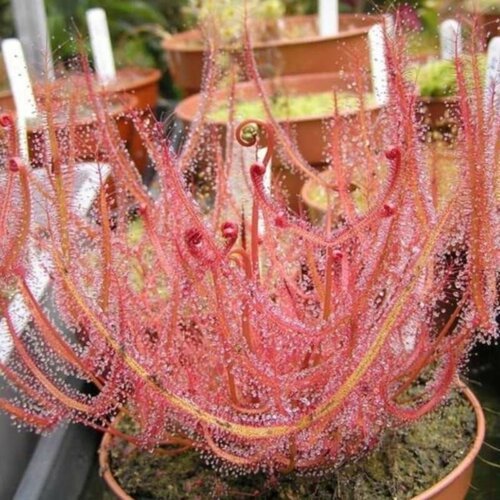       5 , Drosera Binata,   ,     -     -,    