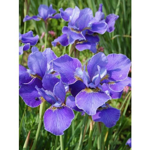      (Iris sibirica), 15    -     -,    