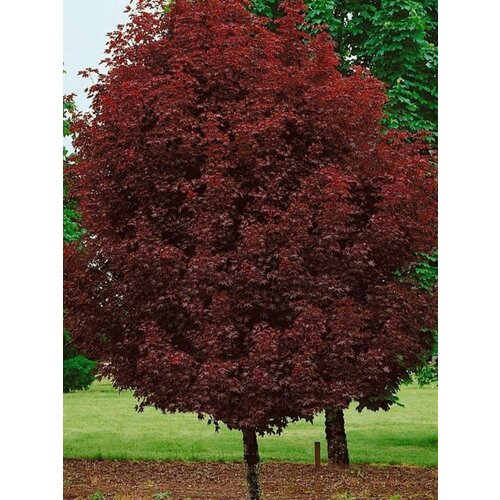      Crimson King (Acer platanoides), 10    -     -,    