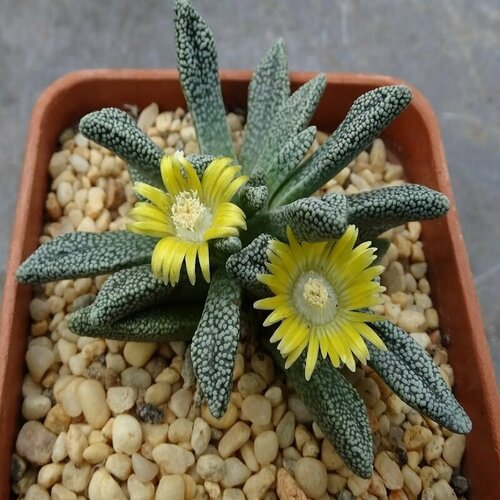      (Nananthus MARGARITIFERUS),    -     -,    