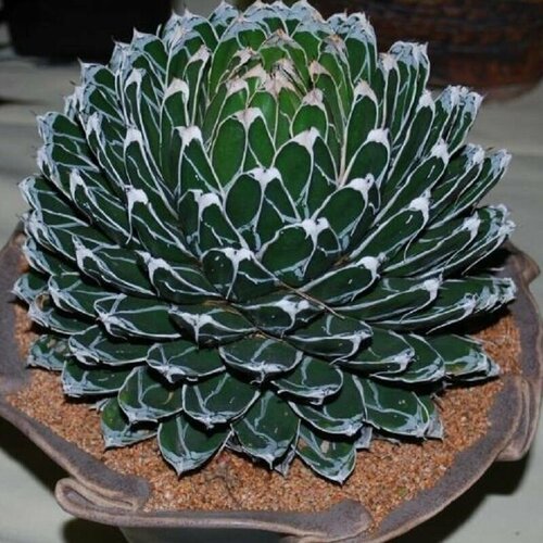      , Agave Victoriae Reginae compact,    -     -,    