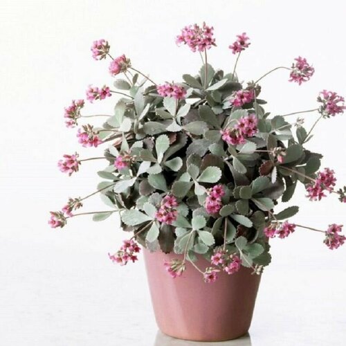    , Kalanchoe Pumila, ,    -     -,    