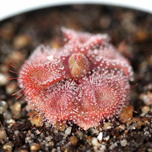     , Drosera Burmannii Humpty Doo 10+ ,  ,     -     -,    