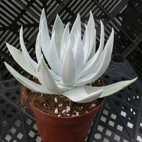  , Dudleya Brittonii, , ,  