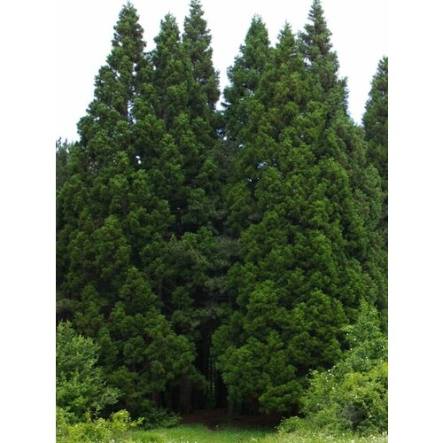      ( ) / Sequoiadendron giganteum, 15    -     -,    