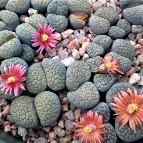      Lithops verruculosa mix 10 .   -     -,    