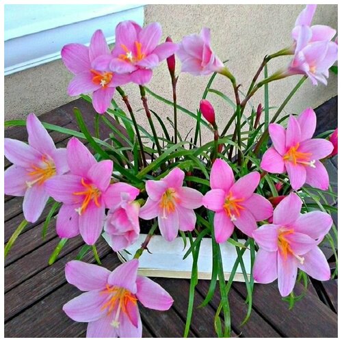    , Zephyranthes Carinata, ,    -     -,    