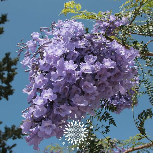      -   (. Jacaranda mimosifolia) 20    -     -,    