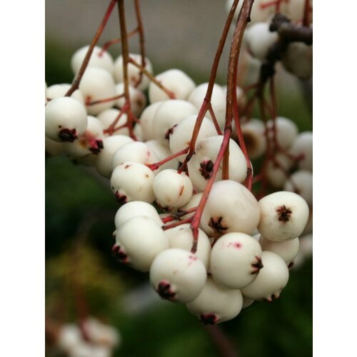     ʸ (Sorbus koehneana), 10    -     -,    