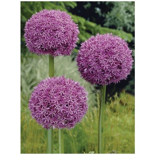       (Allium giganteum), 15    -     -,    