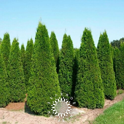       (. Thuja occidentalis Brabant) 100    -     -,    