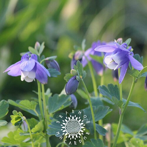    -   (. Aconitum septentrionale) 25,  