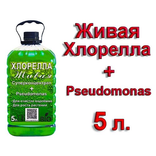     +   Pseudomonas, 5    -     -,    