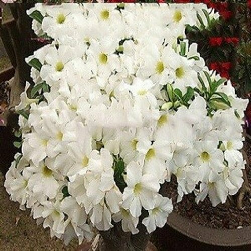   , Adenium Obesum Desert Rose White King,  ,    -     -,    