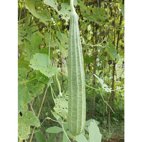    (Luffa acutangula), 5 ,  