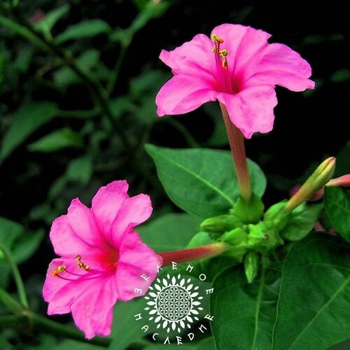    -   (. Mirabilis jalapa) 5 ,  