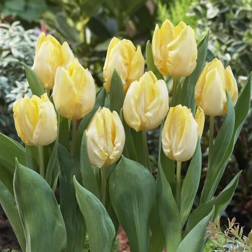      (3 ) Holland Bulbs ()   -     -,    