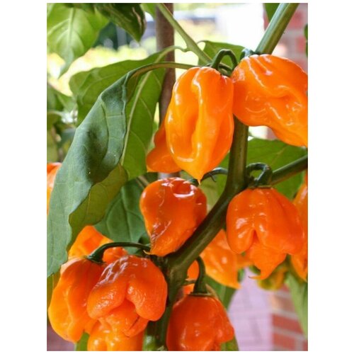      Trinidad Scorpion orange /   , 5    -     -,    