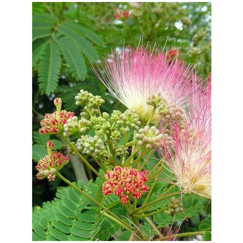    (Albizia julibrissin), 10 ,  