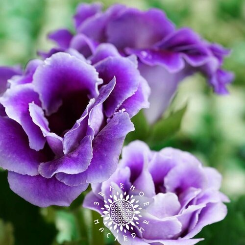      (. Gloxinia Violacea) 20   Green Legacy   -     -,    