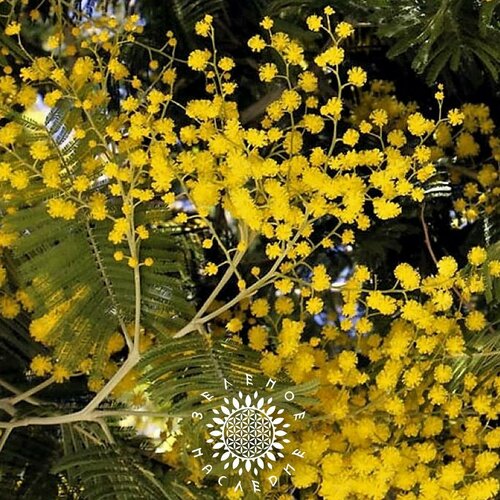      (. Acacia retinodes) 10  Green Legacy   -     -,    