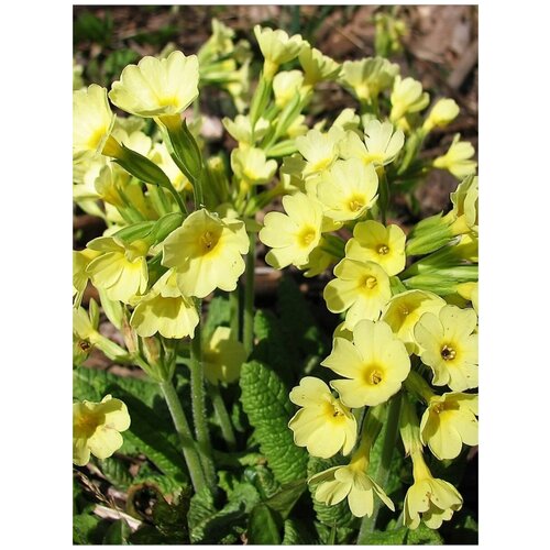     (Primula elatior), 20 ,  