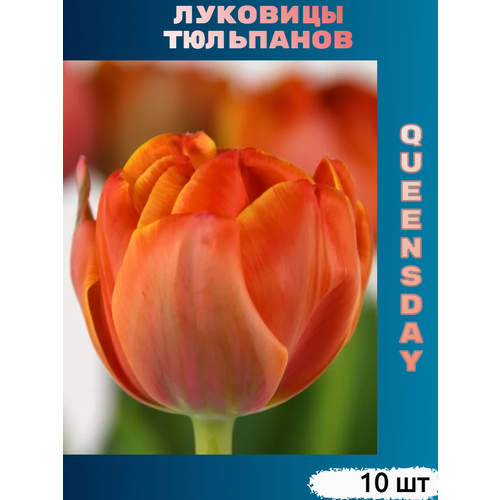     Queensday (10 )   -     -,    