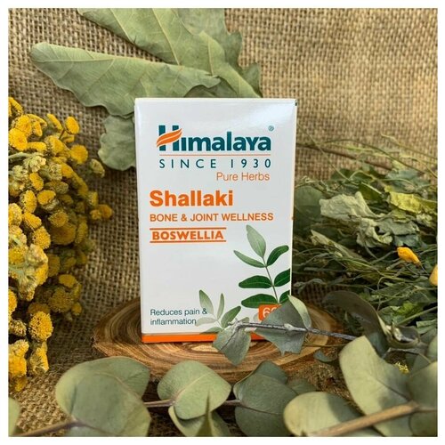   Shallaki (, ) Himalaya ()      ,    , 60 .   -     -,    