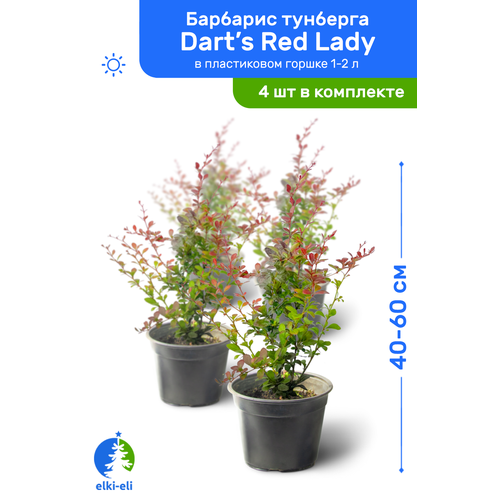     Dart's Red Lady (  ) 40-60     1-2 , ,   ,   4    -     -,    