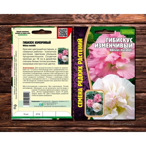      (Hibiscus mutabilis) (7 )   -     -,    