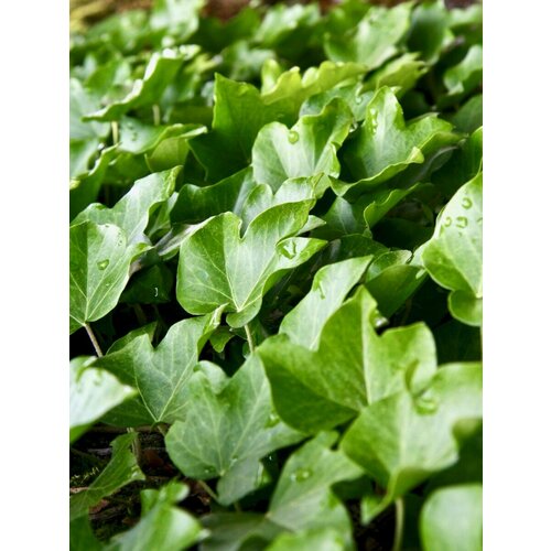     (Hedera helix), 10 ,  