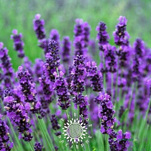      (. Lavandula angustifolia) 50    -     -,    