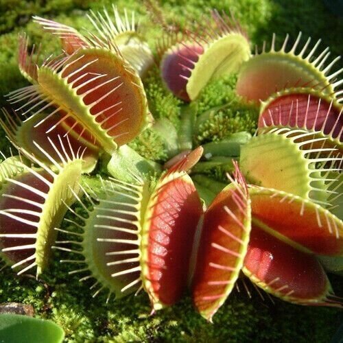    3,   (Dionaea muscipula),  