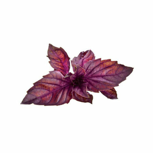   Click And Grow   Click And Grow Red Basil 3 .    Click And Grow     -     -,    