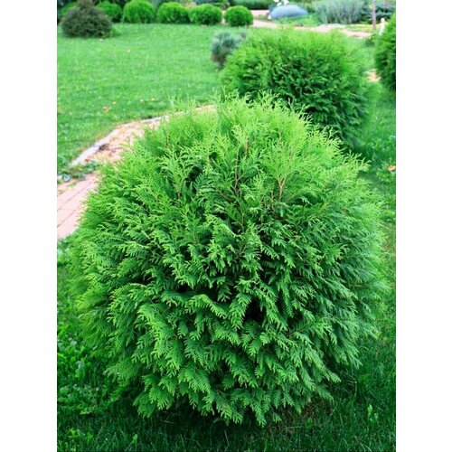       (Thuja occidentalis Woodwardii), 30    -     -,    